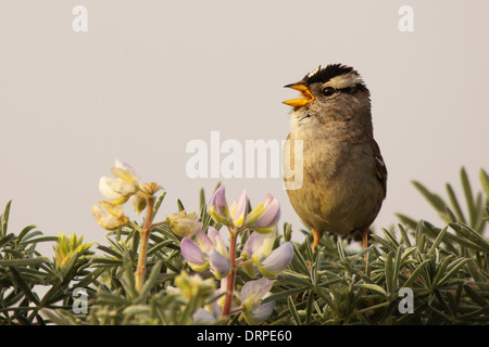 A White-crowned Sparrow singing during spring. Stock Photo