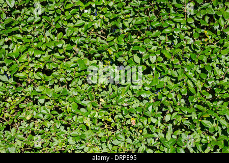 Green bush leaves texture full frame background in Punta Cana ...