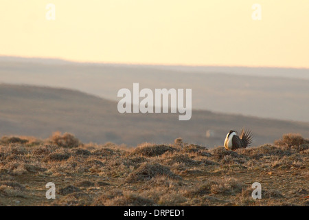 A male Sage Grouse displaying on a low hill at dawn. Stock Photo
