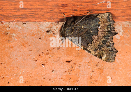 Small Tortoiseshell (Aglais urticae), adult hibernating under a shelf in a garage in Sowerby, Thirsk, North Yorkshire. October. Stock Photo
