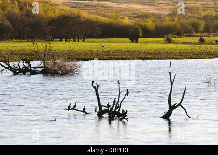 Cormorants (Phalacrocorax carbo) perched on a partially submerged dead tree in wetland habitat at RSPB Fairburn Ings, Castleford Stock Photo