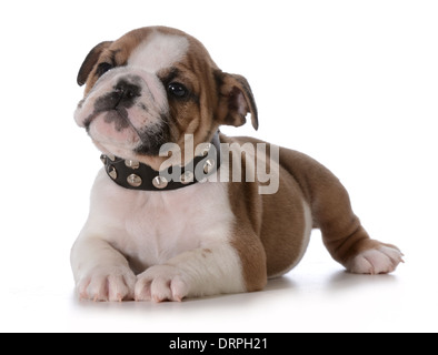 bulldog puppy - seven week old puppy laying down wearing black spike collar isolated on white background Stock Photo