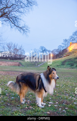 beautiful Collie dog in the park Stock Photo