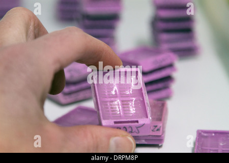 samples in a histology or pathology labor Stock Photo