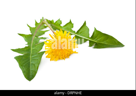 dandelion with flower isolated on white Stock Photo