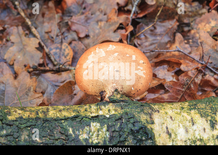 Birch tongue mushroom, Piptoporus betulinus Birch on a dead Stock Photo