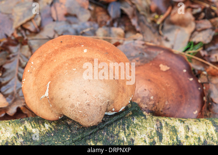 Birch tongue mushroom, Piptoporus betulinus Birch on a dead Stock Photo