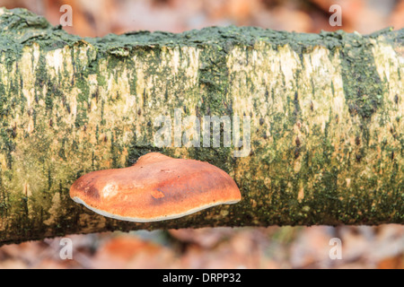 Birch tongue mushroom, Piptoporus betulinus Birch on a dead Stock Photo