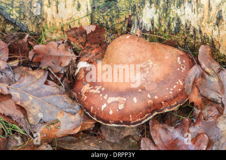 Birch tongue mushroom, Piptoporus betulinus Birch on a dead Stock Photo