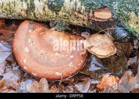Birch tongue mushroom, Piptoporus betulinus Birch on a dead Stock Photo