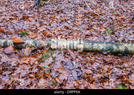 Birch tongue mushroom, Piptoporus betulinus Birch on a dead Stock Photo