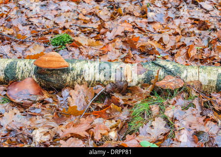 Birch tongue mushroom, Piptoporus betulinus Birch on a dead Stock Photo