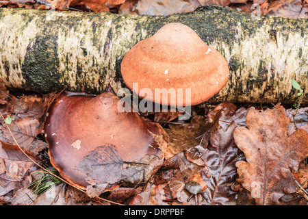 Birch tongue mushroom, Piptoporus betulinus Birch on a dead Stock Photo