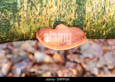 Birch tongue mushroom, Piptoporus betulinus Birch on a dead Stock Photo