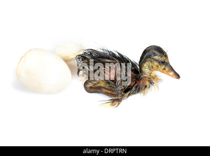 White egg and newly hatched wet duckling isolated on white Stock Photo