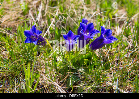 Alpine Gentian wildflower, Gentiana acaulis, trumpet gentians in Swiss Alps meadow, Bernese Oberland, Switzerland Stock Photo