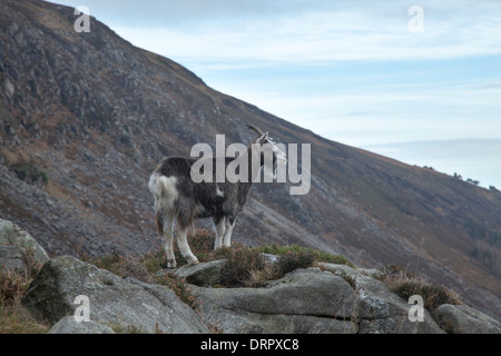 Feral goat in the upper Glendalough valley, Wicklow Mountains National Park, County Wicklow, Ireland. Stock Photo