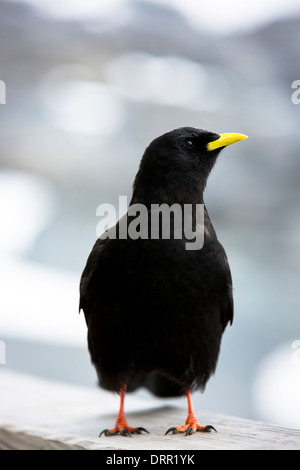 Alpine Chough, Pyrrhocorax graculus, or Yellow-billed Chough bird in the Swiss Alps by the Eiger, Bernese Oberland, Switzerland Stock Photo