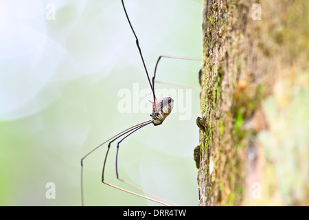 Harvestman spider or daddy longlegs close up on tree in forest Stock Photo