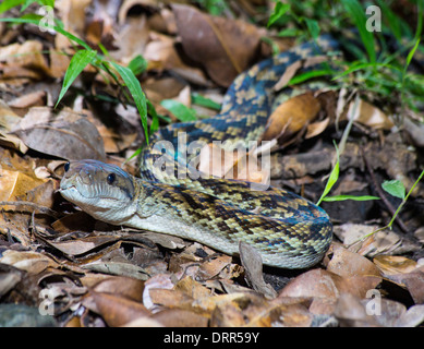 Large Amethyst Python, Morelia amethistina, on leaf letter, Far North Queensland, Australia Stock Photo