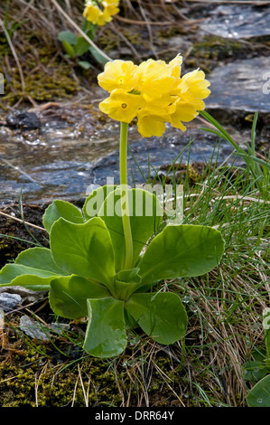 Primula auricula or mountain cowslip in the Swiss Alps Stock Photo