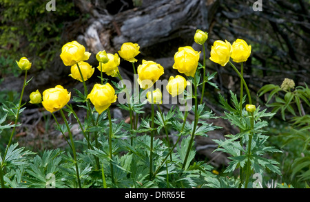 Trollius europaeus or globe-flower Stock Photo