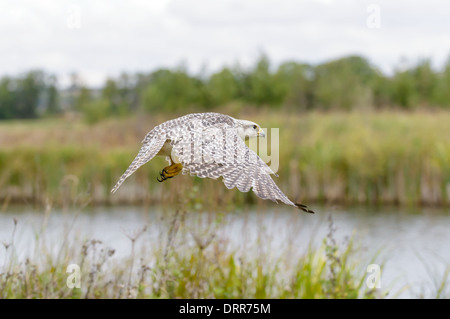 Gerfalke, Falco rusticolus, Gyrfalcon Stock Photo