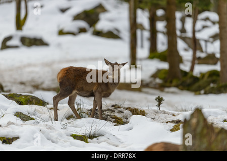 Hirschkuh Rothirsch, Cervus elaphus, female red deer
