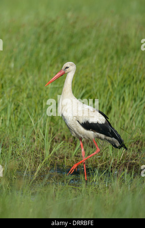Weissstorch, Ciconia ciconia, white stork Stock Photo