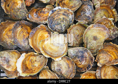 Oysters close up. Ston Croatia, Dalmatia. The best quality Oysters. Stock Photo