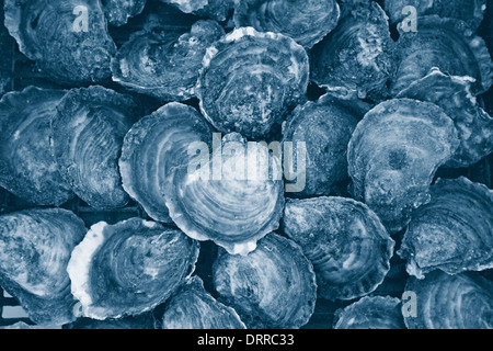 Oysters close up. Ston Croatia, Dalmatia. The best quality Oysters. Stock Photo
