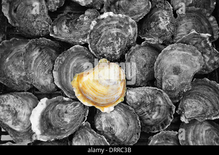 Oysters close up. Ston Croatia, Dalmatia. The best quality Oysters. Stock Photo