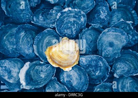 Oysters close up. Ston Croatia, Dalmatia. The best quality Oysters. Stock Photo
