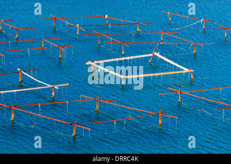 Oyster firming in Mali Ston, Dalmatia, Croatia. Stock Photo