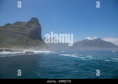 Hout Bay from the ocean, Cape Fur Seals swimming Stock Photo