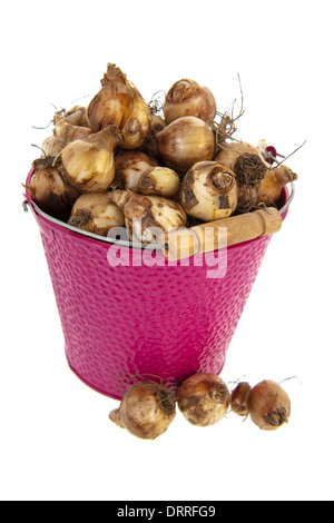 Flower bulbs in pink bucket isolated over white background Stock Photo