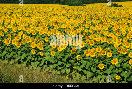 Sunflower field in summer blossom Stock Photo