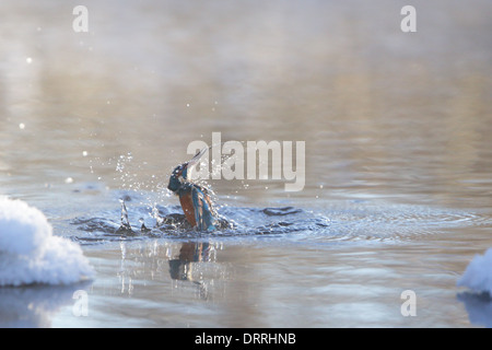 Fishing Kingfisher (Alcedo atthis) emerging from the water in winter, Europe. Stock Photo
