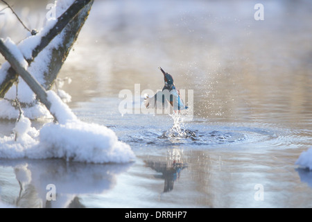 Fishing Kingfisher (Alcedo atthis) emerging from the water in winter, Europe. Stock Photo