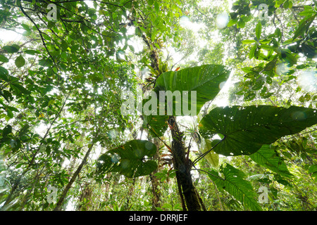 A large leaved Philodendron climber growing on a tree trunk in cloudforest on the Pacific slopes of the Andes in Ecuador Stock Photo
