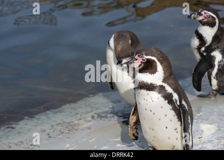Humboldt penguin, Spheniscus humboldti, standing in front of water Stock Photo