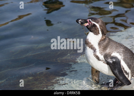 Humboldt penguin, Spheniscus humboldti, standing in front of water Stock Photo