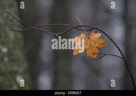 Last fallen mapple leaf in forest at autumn. Europe Stock Photo