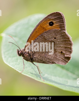 Meadow Brown butterfly Maniola jurtina underside