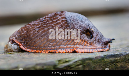 Red Slug Arion rufus showing  large pneumostome or breathing hole UK Stock Photo