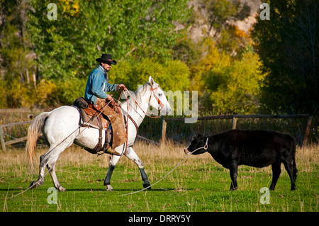 Roping the one that got away at the Hideout Guest Ranch, Shell, Wyoming Stock Photo