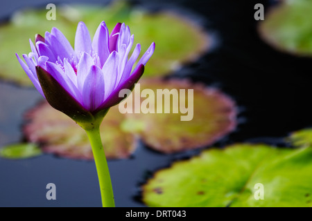 Water Lily (Nymphaeaceae) in a pond. Stock Photo