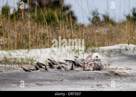 A snowy owl (Bubo scandiacus) sitting on the beach at Little Talbot Island State Park, Florida, USA. Stock Photo