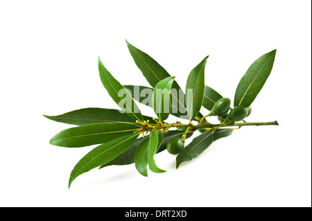 Laurel branches isolated on white Stock Photo