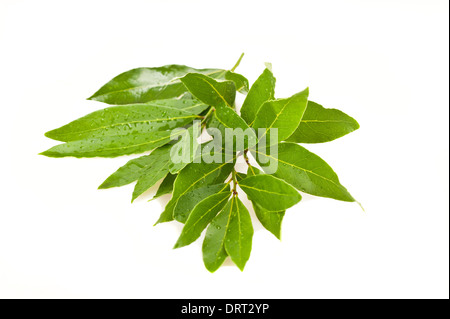 Laurel branches on a white background Stock Photo